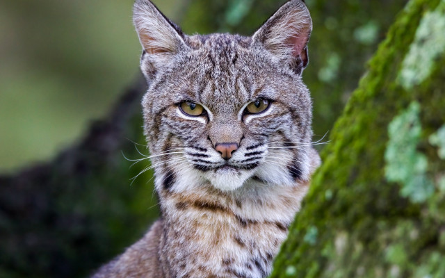 Cat moss trunk blurry nature free wallpaper for desktop - medium preview image