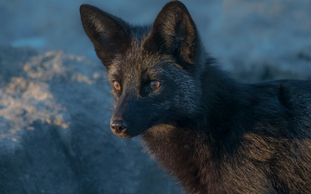 Black wolf mountain snow rocks free wallpaper for desktop - medium preview image