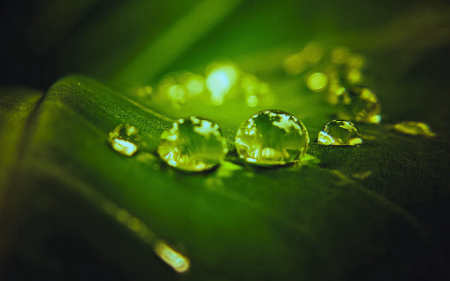 Leaf water drops green background #2 free wallpaper for desktop - medium preview image