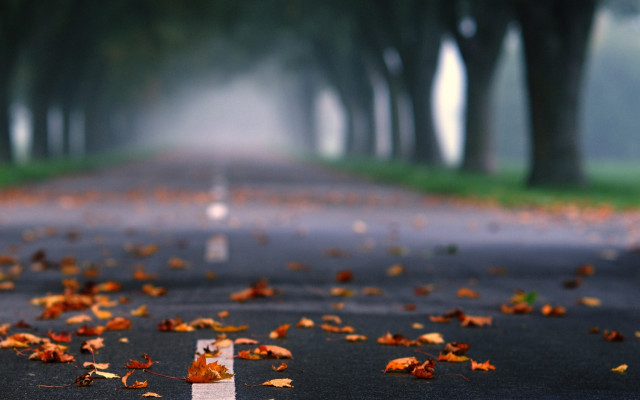 Road leaves fog autumn blurry free wallpaper for desktop - medium preview image