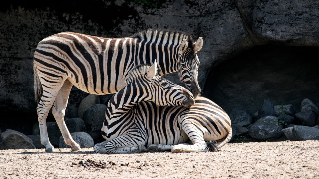 Zebra couple dirt field rocks free wallpaper for desktop - medium preview image