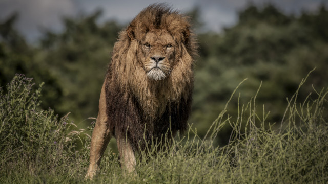 Lion forest walking nature bushes free wallpaper for desktop - medium preview image