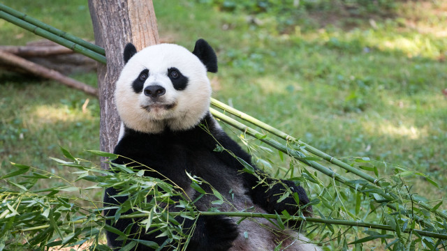 Panda bamboo grass tree outdoors free wallpaper for desktop - medium preview image