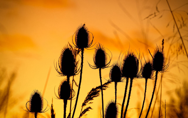 Sunset plants flame orange sky free wallpaper for desktop - medium preview image