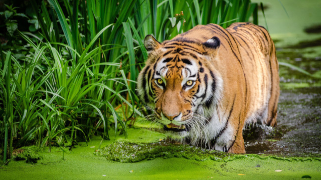Tiger swamp wildlife bamboo nature free wallpaper for desktop - medium preview image