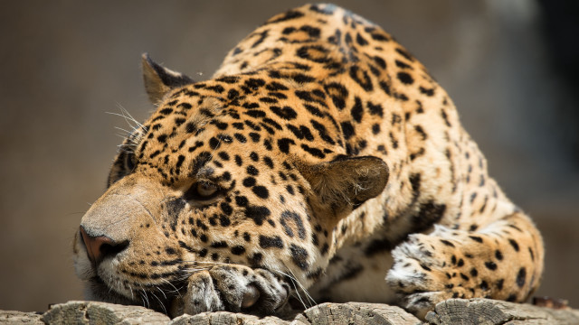 Leopard laying rock zoo carlos free wallpaper for desktop - medium preview image