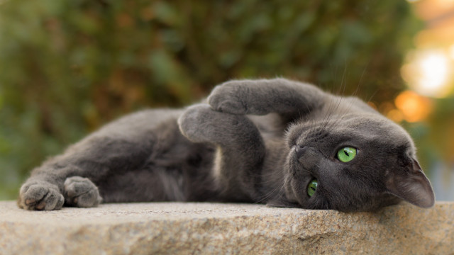 Cat rock outdoor glamorous bokeh free wallpaper for desktop - medium preview image