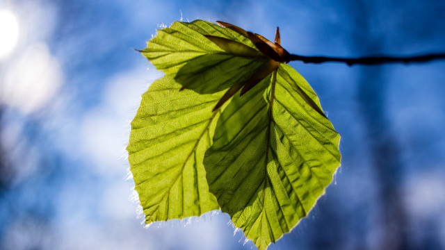 Green leaf wire blue sky free wallpaper for desktop - medium preview image
