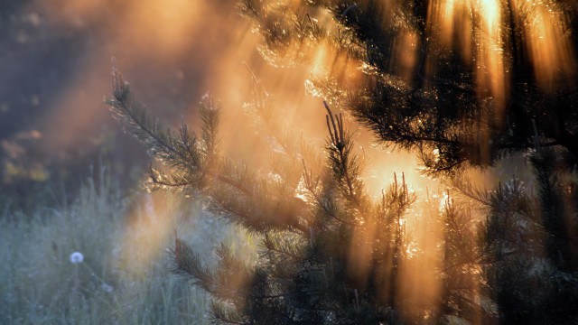 Blurry field trees grass sunbeams free wallpaper for desktop - medium preview image