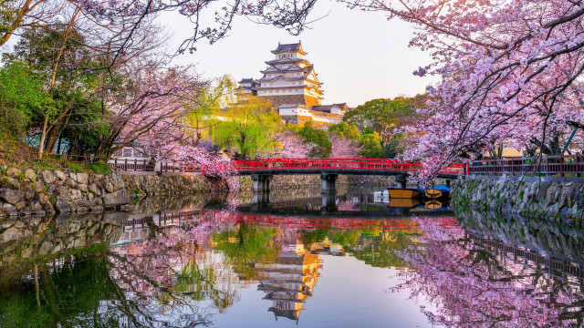Bridge cherry blossoms pagoda cityscape free wallpaper for desktop - medium preview image