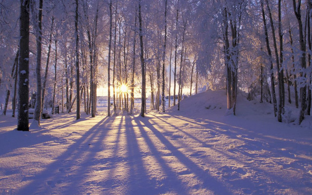 Snowy path forest sunlight trees free wallpaper for desktop - medium preview image