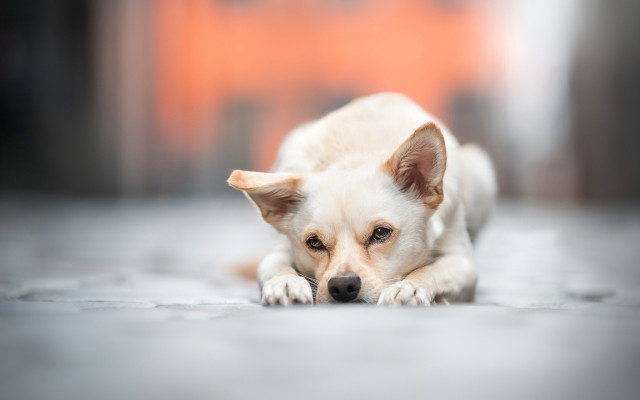 Sad shiba inu laying on free wallpaper for desktop - medium preview image