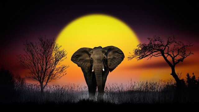 Elephant sunset field trees moon free wallpaper for desktop - medium preview image