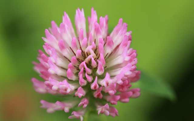 Pink flower white tips green free wallpaper for desktop - medium preview image