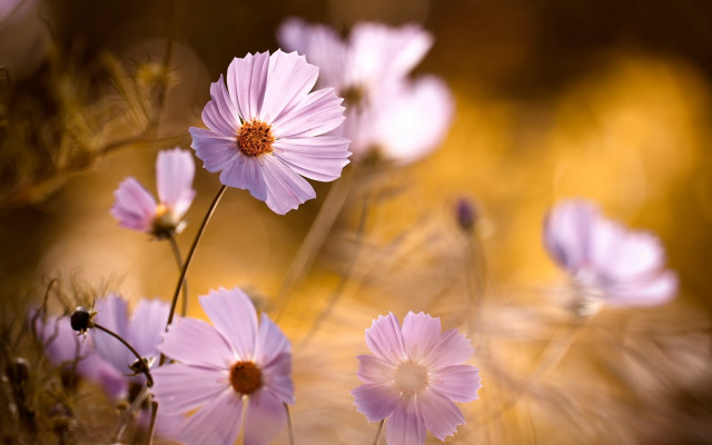 Pink flowers grass macro flower free wallpaper for desktop - medium preview image