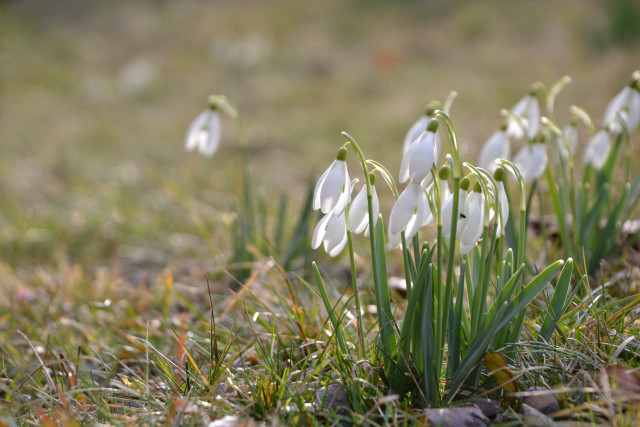 White flowers growing grass nature free wallpaper for desktop - medium preview image
