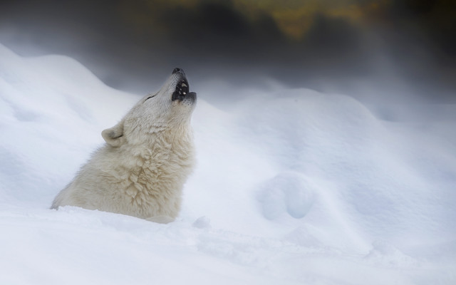 Polar bear sitting snow looking free wallpaper for desktop - medium preview image