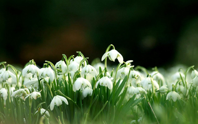 White flowers in the grass free wallpaper for desktop - medium preview image