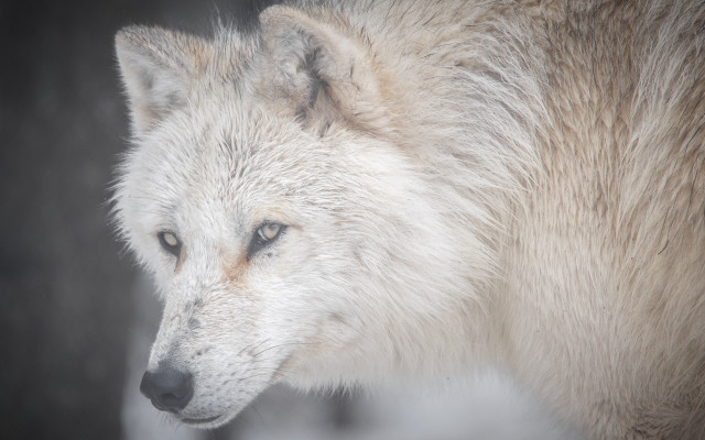 White wolf blue eyes distant free wallpaper for desktop - medium preview image