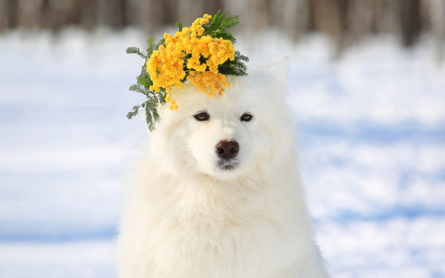 White dog flower crown snow free wallpaper for desktop - medium preview image