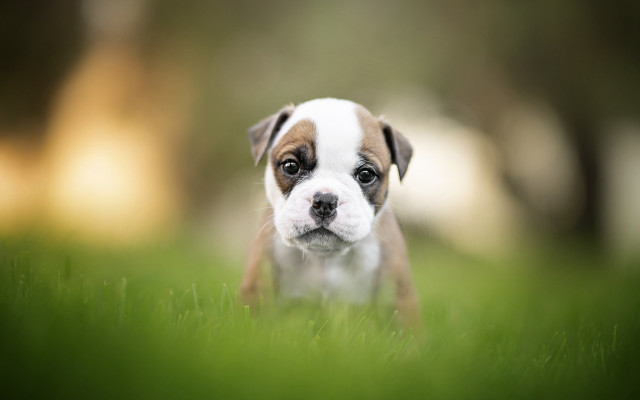Puppy sad grass tiltshift animal free wallpaper for desktop - medium preview image