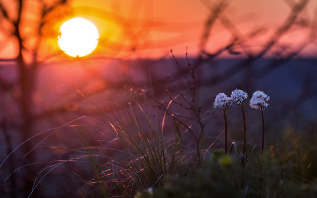 Autumn flowers sunset trees backlight free wallpaper for desktop - medium preview image