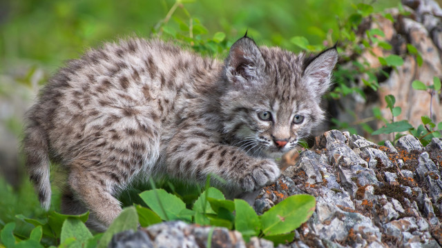 Kitten rock grass bushes paw free wallpaper for desktop - medium preview image