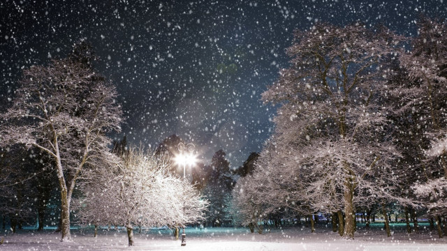Snowy night park trees lights free wallpaper for desktop - medium preview image