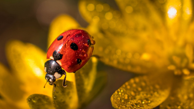Ladybug yellowflower waterdrops macro autumn free wallpaper for desktop - medium preview image