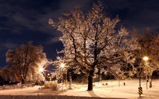 Tree snowy field night street free wallpaper for desktop - medium preview image