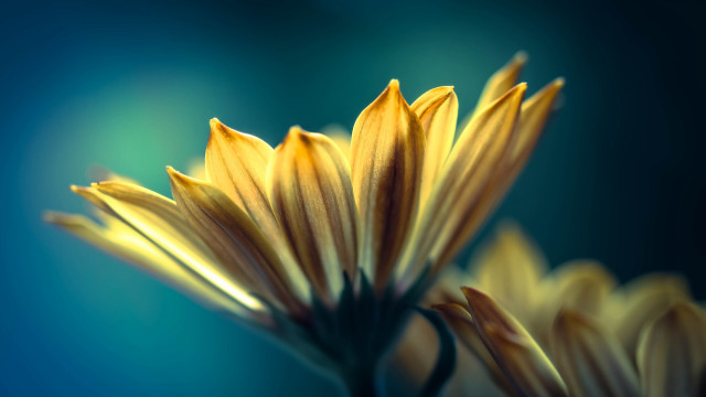 Yellow flower blue background macro free wallpaper for desktop - medium preview image