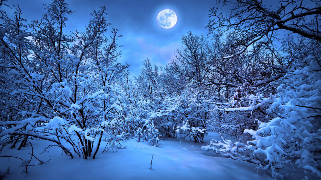 Full moon snowy forest winter free wallpaper for desktop - medium preview image
