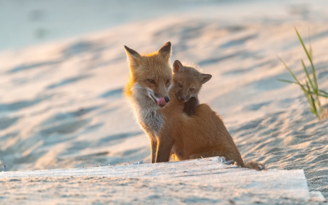 Foxes beach grass water sunset free wallpaper for desktop - medium preview image