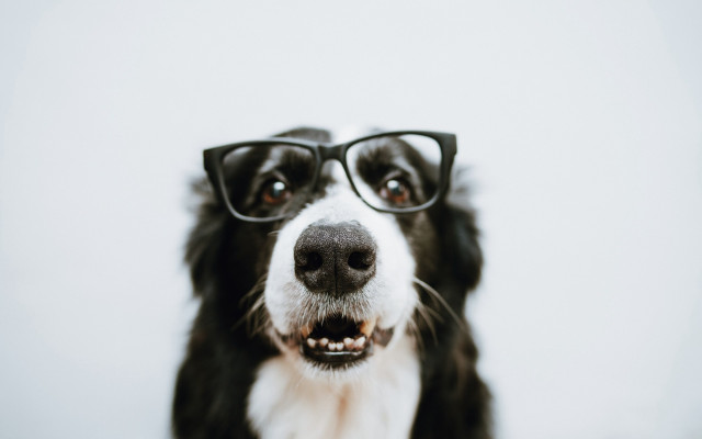 Dog glasses white background black free wallpaper for desktop - medium preview image
