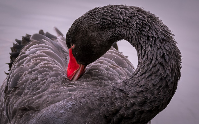 Black swan red beak synchromism free wallpaper for desktop - medium preview image