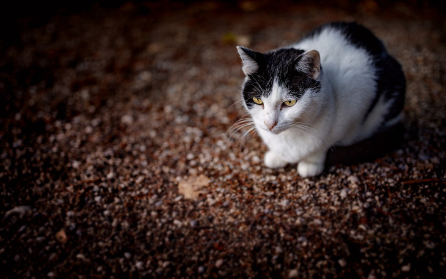 Black white cat serious fence free wallpaper for desktop - medium preview image