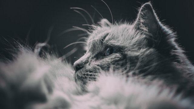 Cat long tail feathers dark free wallpaper for desktop - medium preview image