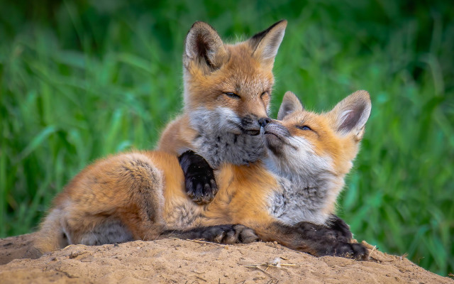 Foxes playing dirt grass wildlife free wallpaper for desktop - medium preview image