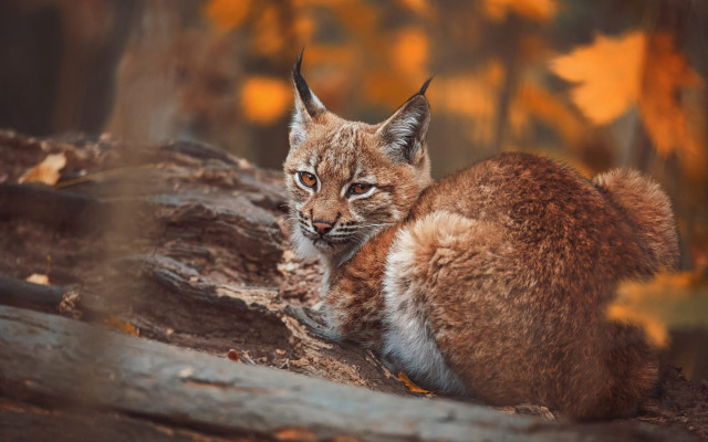 Small cat tree stump autumn free wallpaper for desktop - medium preview image
