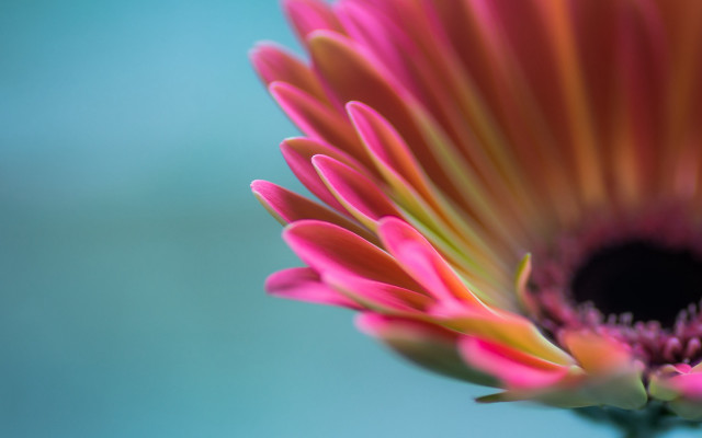 Pink flower blue background macro #2 free wallpaper for desktop - medium preview image