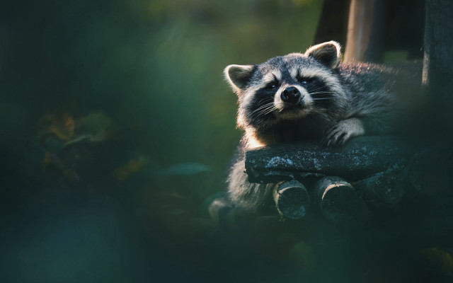 Raccoon sitting tree stump woods free wallpaper for desktop - medium preview image