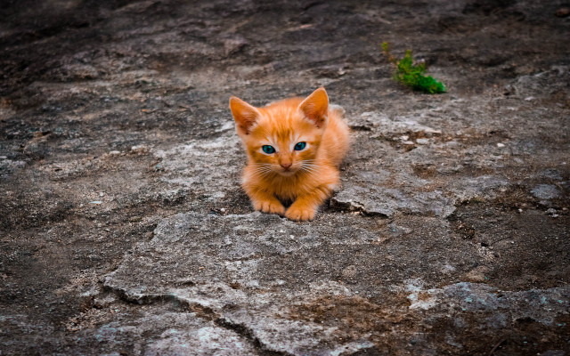 Orange kitten rock ground green free wallpaper for desktop - medium preview image