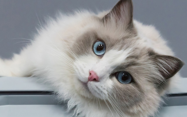 White cat blue eyes sad free wallpaper for desktop - medium preview image