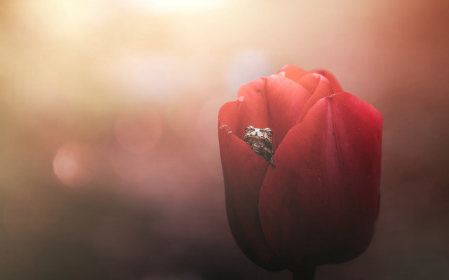 Red tulip diamond ring shallow free wallpaper for desktop - medium preview image