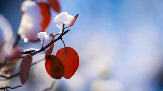 Snowy branch red berries macro free wallpaper for desktop - medium preview image