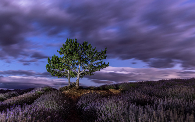 Lone tree lavender field cloudy free wallpaper for desktop - medium preview image