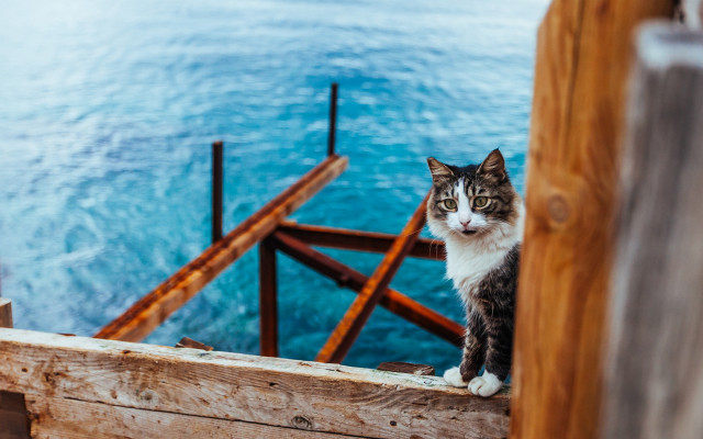 Cat ledge water wooden railing free wallpaper for desktop - medium preview image