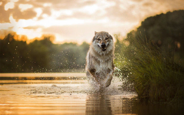 Wolf running water sunset aurora free wallpaper for desktop - medium preview image