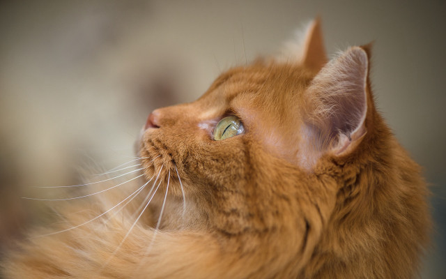 Cat looking up sky photorealism free wallpaper for desktop - medium preview image