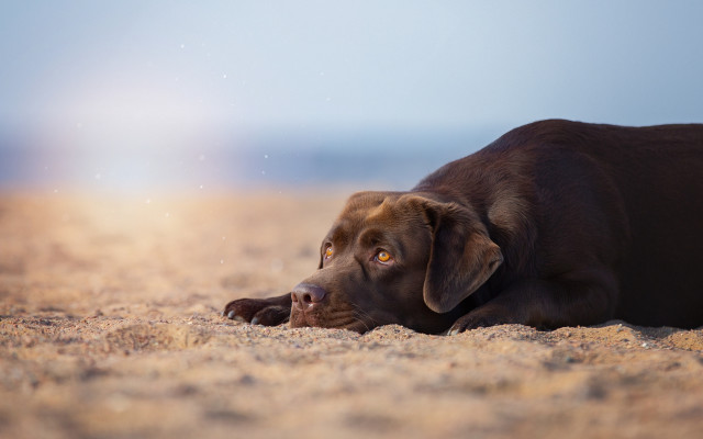 Dog resting beach desert sunset free wallpaper for desktop - medium preview image